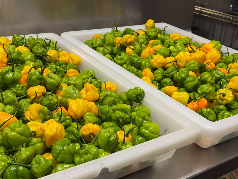 What Makes Scotch Bonnet Pepper So Special?